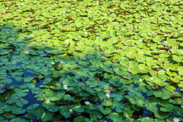 睡蓮