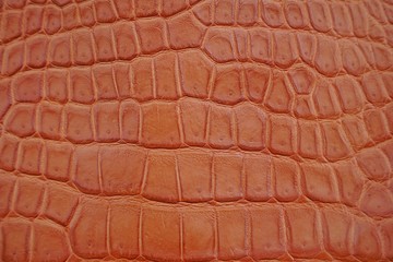 Close up of brown Crocodile,Alligator belly skin texture use for wallpaper background.Luxury Design pattern for Business and Fashion.Top view surface in backdrop.