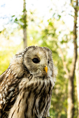 ふくろう　フクロウ　梟