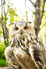 ふくろう　フクロウ　梟