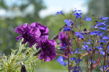 Violet petunia and blue lobelia flowers in balcony greening. Cute little garden in summer sunny day.
