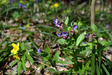 Lungwort and anemone in spring forest. Blooming wild flowers. Medicinal herbs.