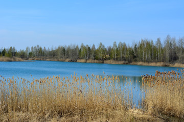 Russian landscape. Lake with thickets of bulrush on shore and forest on horizon. Spring scenery.