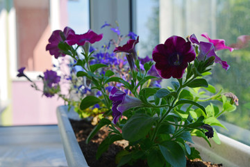 Flower bed with purple petunias in pot. Balcony greening. Nature in city home.