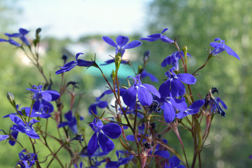 Beautiful lobelia with delicate blue flowers on blurred background of town out of the window.