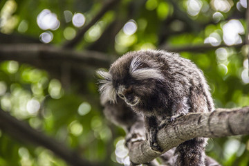 Brazilian monkeys in the open air