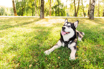 Big husky dog lying on green grass in the park. Black and white husky dog relaxing on the nature