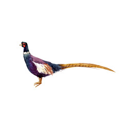 Watercolor pheasant vector illustration - obrazy, fototapety, plakaty