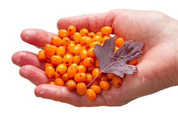 Sea-buckthorn and leaf on the palm