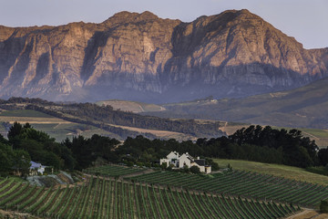 Cape Town Vineyards Wine