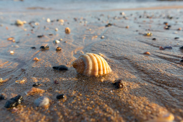 Close up of a seashell on the shore at the beach