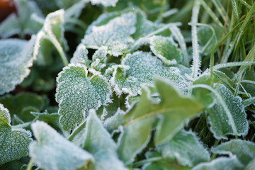 frozen autumn leaves