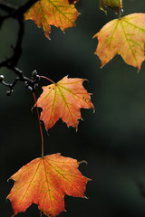 Weinlaub im herbstlichen Licht.
