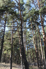 The sunny day  in the pine forest