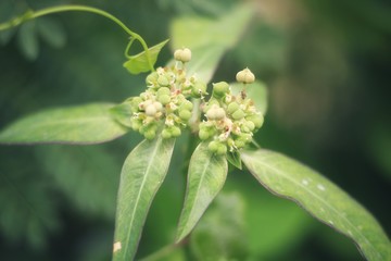 Flowers with leaves on a backdrop blurred in the garden.