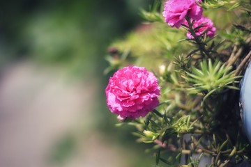 Flowers with leaves on a backdrop blurred in the garden.