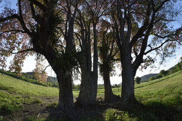 Obraz premium sapucaia tree