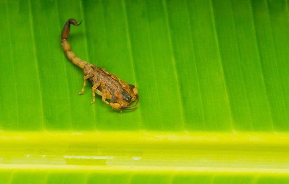 Scorpion tityus smithii close up with a green leaf background.