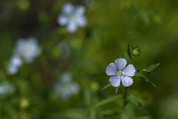 Linum (flax) flower on the green blured background