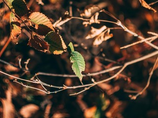 Colorful autumn leaves.