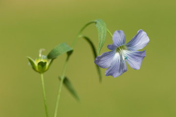 Fototapeta na wymiar Linum (flax) flower on the green blured background
