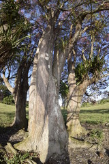 Fototapeta na wymiar sapucaia tree