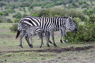 Fototapeta na wymiar Zebras of Masai Mara