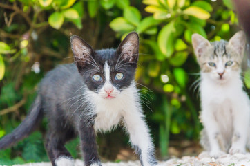 Beautiful kittens playing together and each with himself