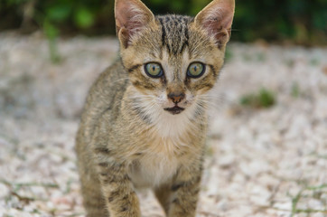 Beautiful kittens playing together and each with himself