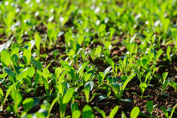 Choy sum sprouts growing at vegetable garden