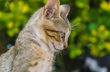 Beautiful kittens playing together and each with himself
