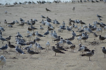 seagulls beach ocean flying sitting standing perched water pier
