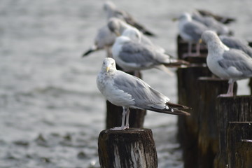 seagulls beach ocean flying sitting standing perched water pier