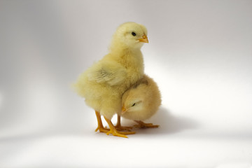 Zwei wenige Stunden alte Küken