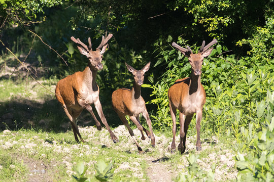 Three young Red deers Cervus elaphus is running