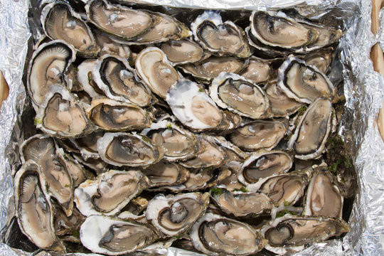Oysters background with Open Oyster in wooden boxes on the market restaurant