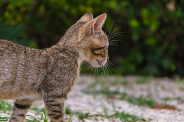 Obraz premium Beautiful kittens playing together and each with himself