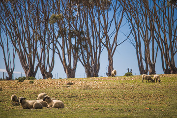 Sheep relaxing in a field with a row of trees in the background.
