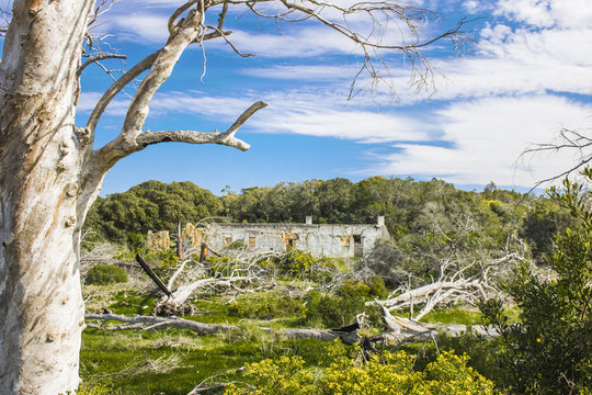 Old building ruin in aold forest surrounded by new trees and bushes.