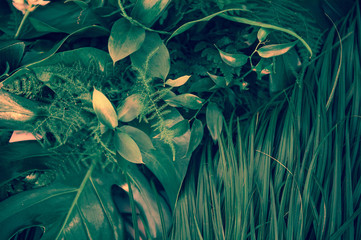 Various dark green tropical leaves and plants top view