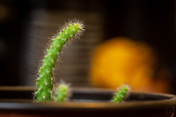Potted Cactus