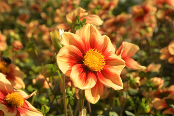 mignon-dahlie sunshine