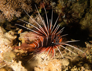 Lionfish