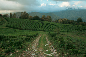 Tea plantation in the mountains of Sochi