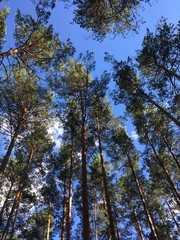 trees and blue sky