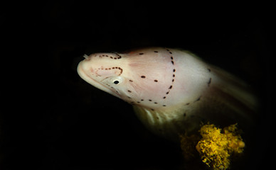 Baby Eel Fish