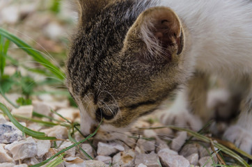 Beautiful kittens playing together and each with himself