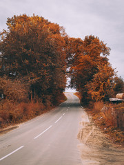 autumn road. arch of trees