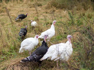 Turkeys in the countryside walk