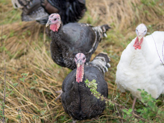 Turkeys in the countryside walk